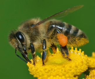 Bidl auf Blume